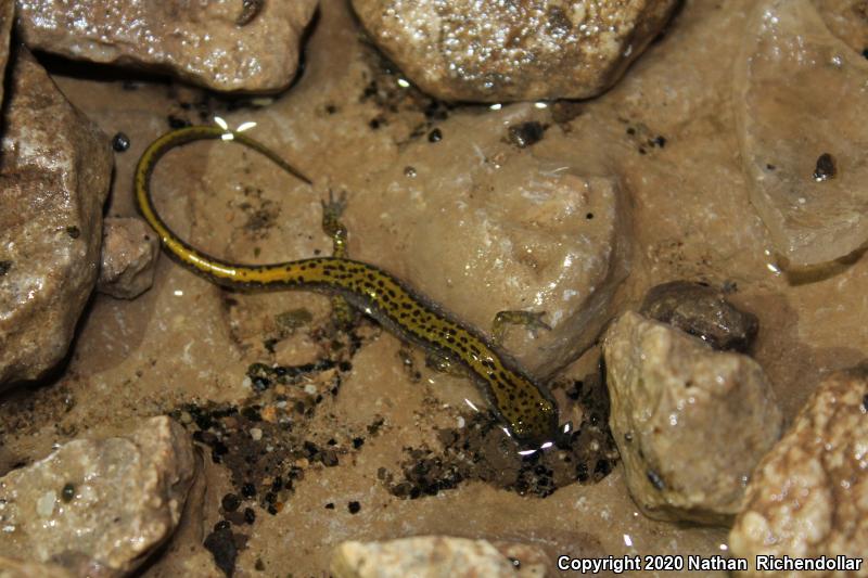 Dark-sided Salamander (Eurycea longicauda melanopleura)