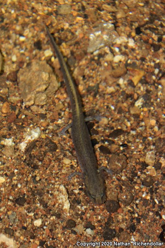 Dark-sided Salamander (Eurycea longicauda melanopleura)