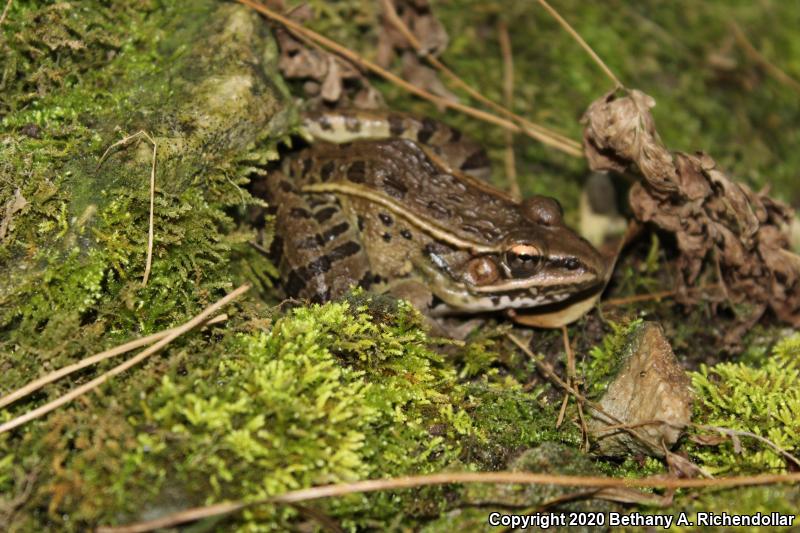 Pickerel Frog (Lithobates palustris)