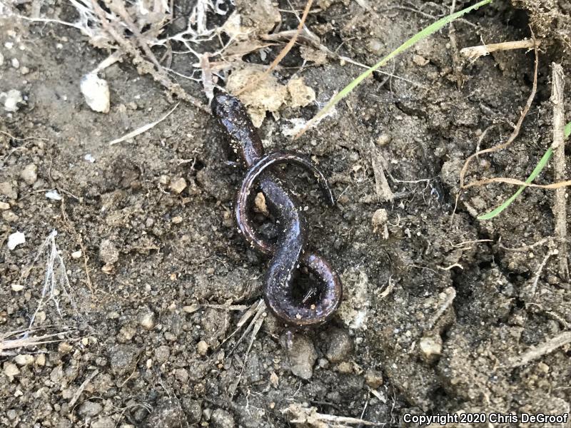 Garden Slender Salamander (Batrachoseps major major)