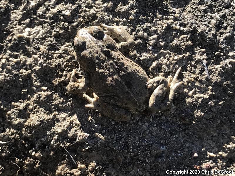 Southern California Toad (Anaxyrus boreas halophilus)