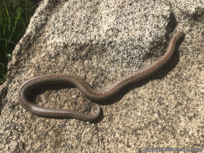 Coastal Rosy Boa (Lichanura trivirgata roseofusca)