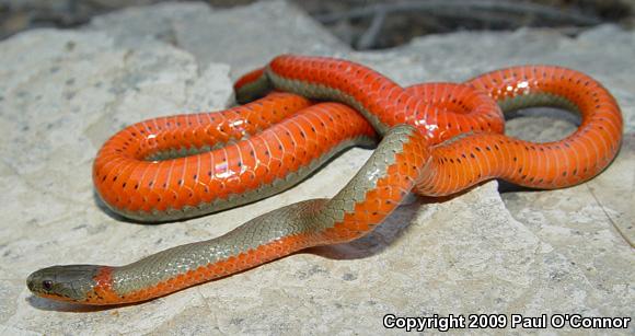 Monterey Ring-necked Snake (Diadophis punctatus vandenburgii)