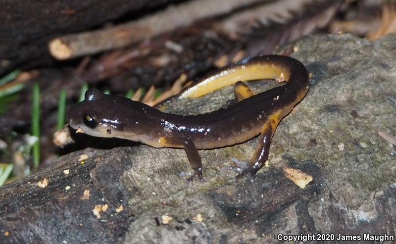 Yellow-eyed Ensatina (Ensatina eschscholtzii xanthoptica)