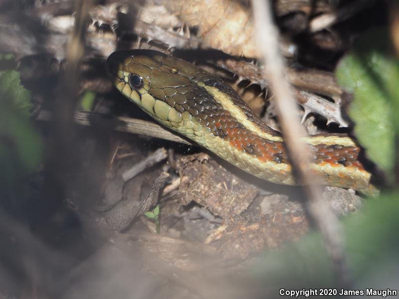 Coast Gartersnake (Thamnophis elegans terrestris)