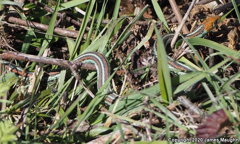 San Francisco Gartersnake (Thamnophis sirtalis tetrataenia)