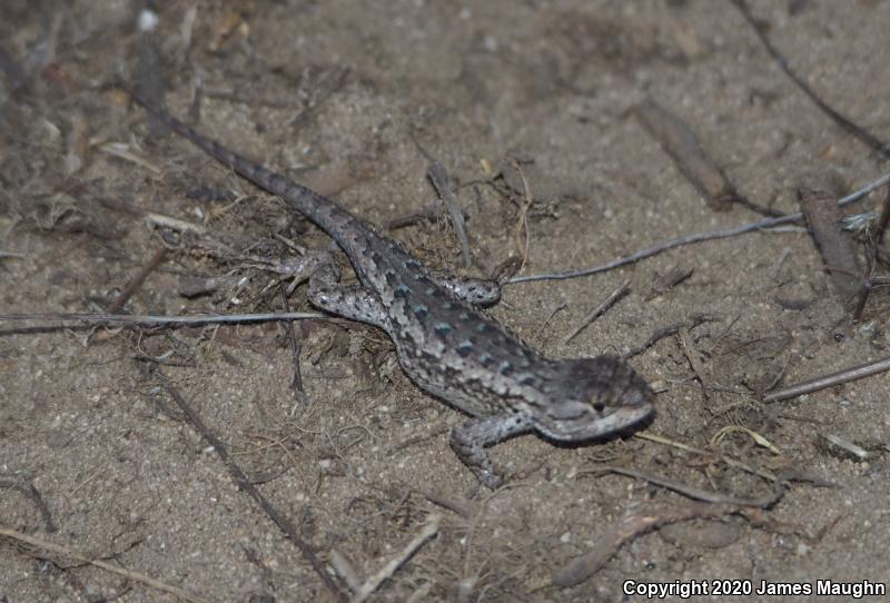 Coast Range Fence Lizard (Sceloporus occidentalis bocourtii)