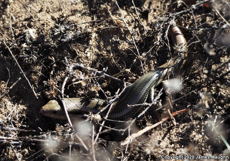 Western Skink (Plestiodon skiltonianus skiltonianus)