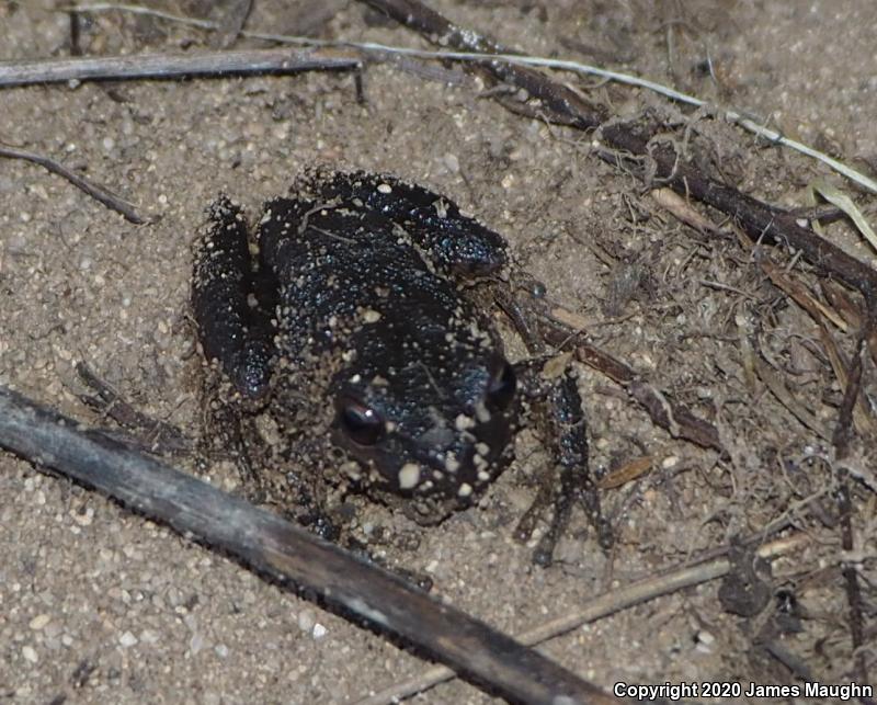 Sierran Treefrog (Pseudacris sierra)