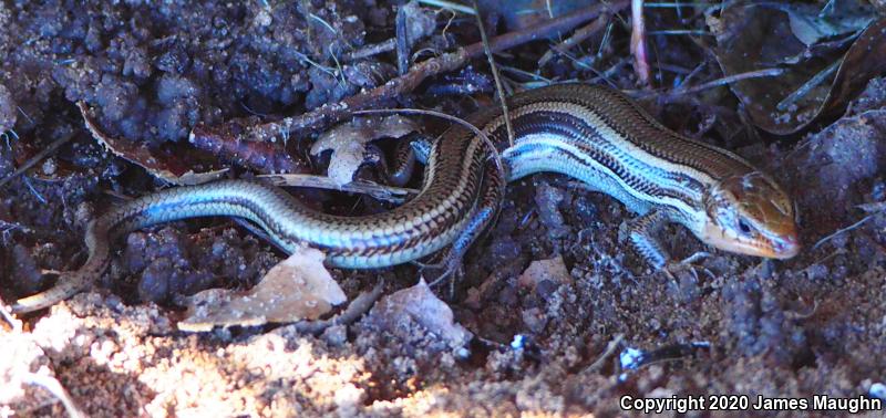 Western Skink (Plestiodon skiltonianus skiltonianus)