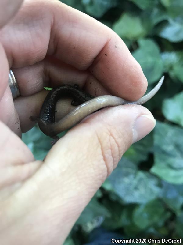 Garden Slender Salamander (Batrachoseps major major)