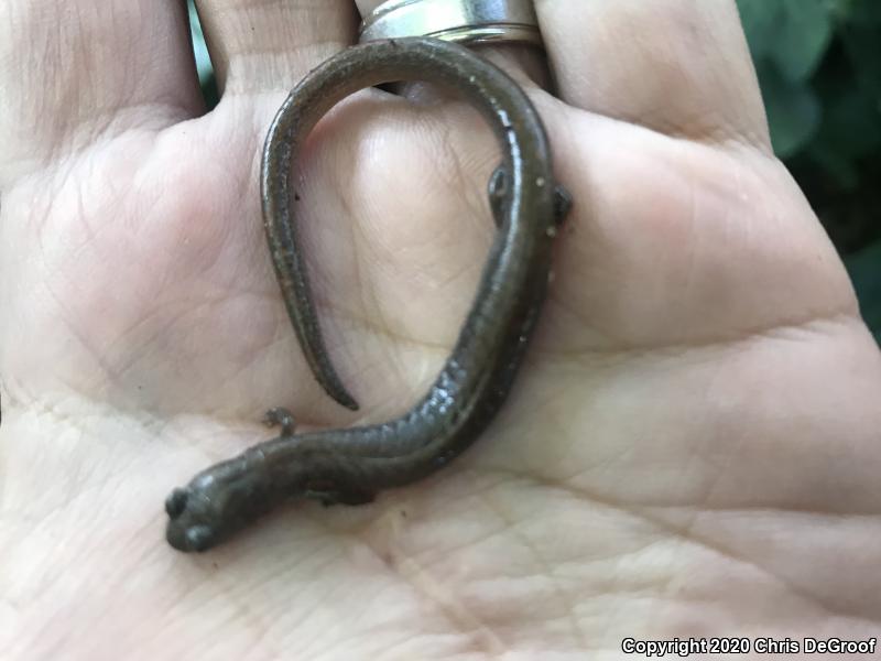 Garden Slender Salamander (Batrachoseps major major)