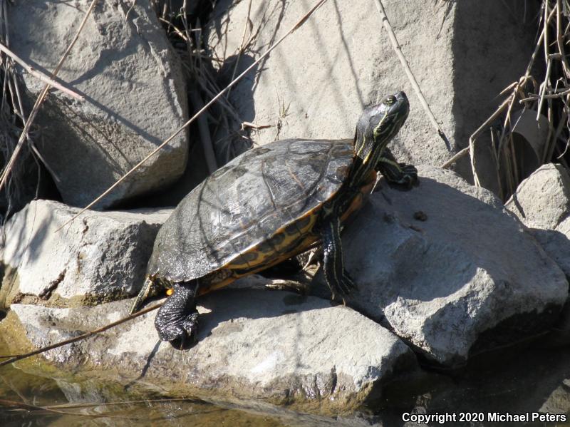 Red-eared Slider (Trachemys scripta elegans)