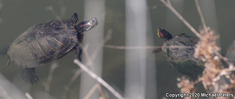 Red-eared Slider (Trachemys scripta elegans)