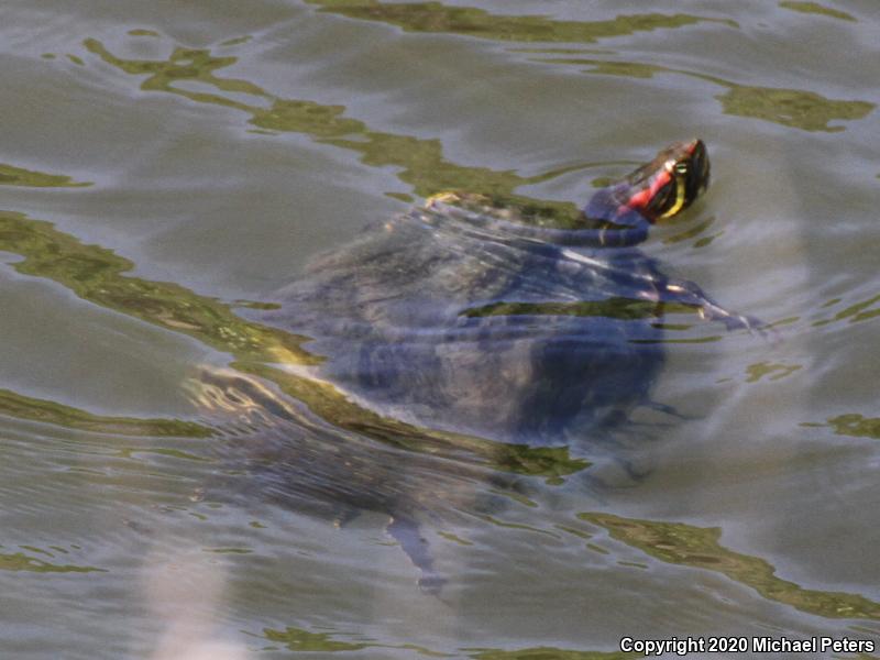 Red-eared Slider (Trachemys scripta elegans)