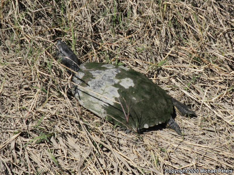 Red-eared Slider (Trachemys scripta elegans)