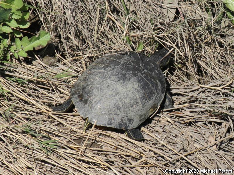 Red-eared Slider (Trachemys scripta elegans)