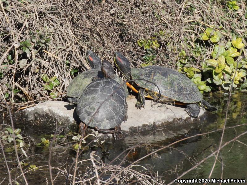 Red-eared Slider (Trachemys scripta elegans)