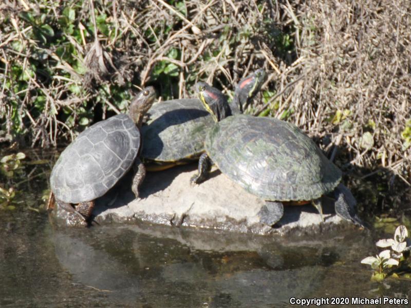 Red-eared Slider (Trachemys scripta elegans)