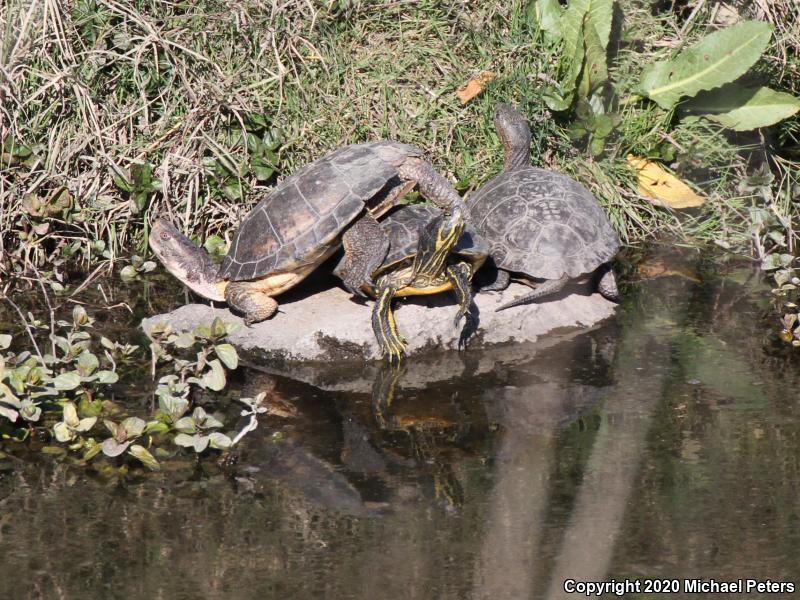 Red-eared Slider (Trachemys scripta elegans)