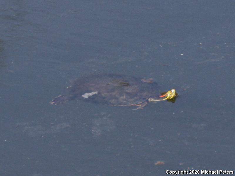 Red-eared Slider (Trachemys scripta elegans)