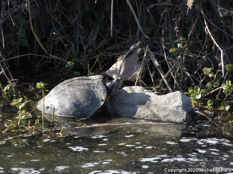 Red-eared Slider (Trachemys scripta elegans)