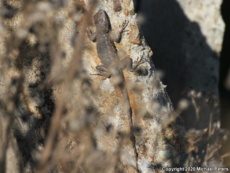 Coast Range Fence Lizard (Sceloporus occidentalis bocourtii)