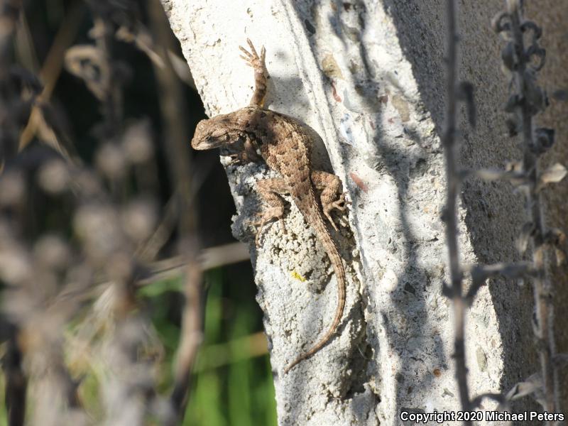 Coast Range Fence Lizard (Sceloporus occidentalis bocourtii)