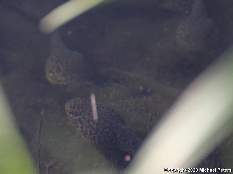 American Bullfrog (Lithobates catesbeianus)