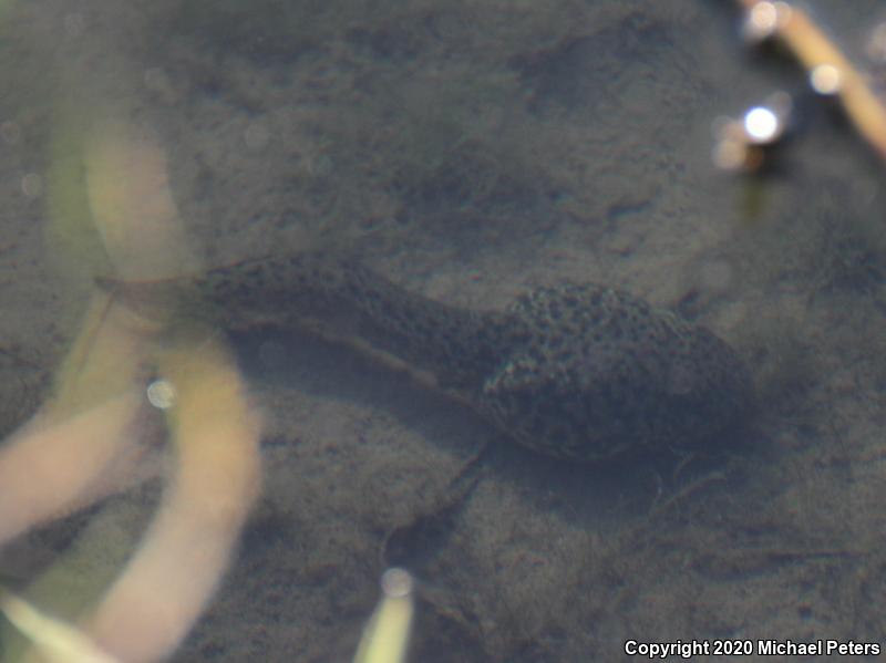 American Bullfrog (Lithobates catesbeianus)