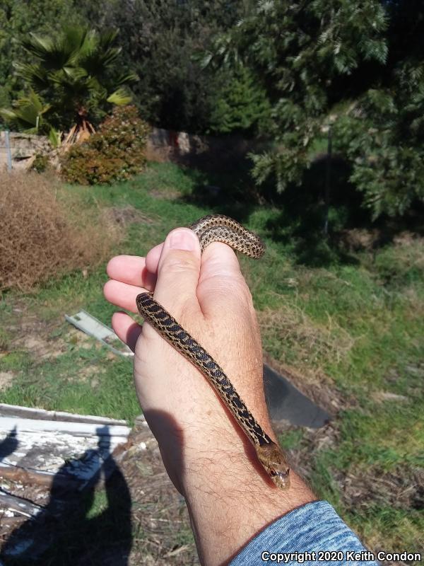 San Diego Gopher Snake (Pituophis catenifer annectens)