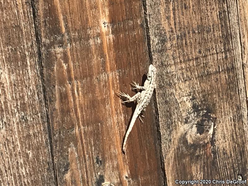 Western Fence Lizard (Sceloporus occidentalis)