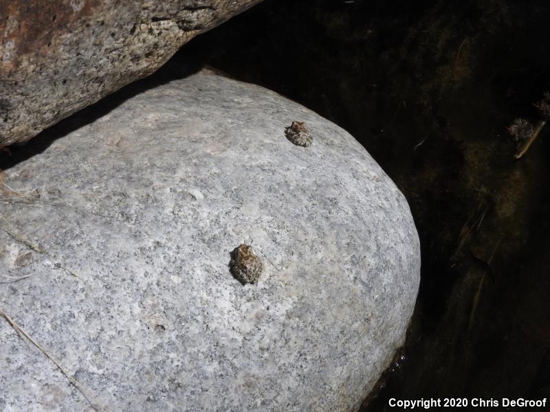 California Treefrog (Pseudacris cadaverina)