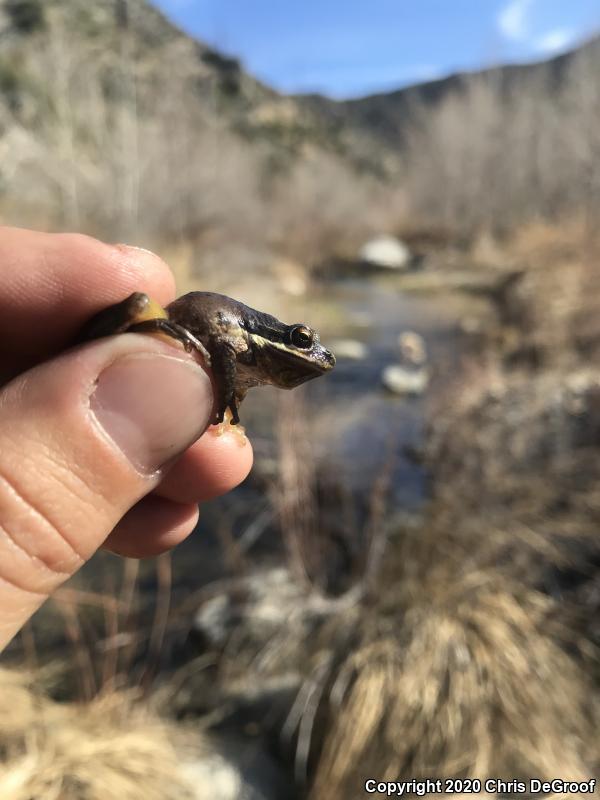 Baja California Treefrog (Pseudacris hypochondriaca)