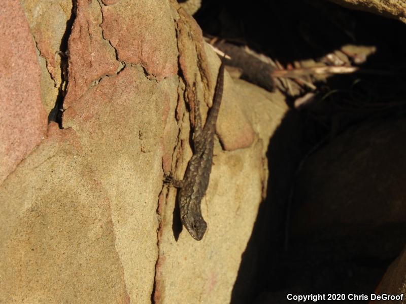 Western Fence Lizard (Sceloporus occidentalis)