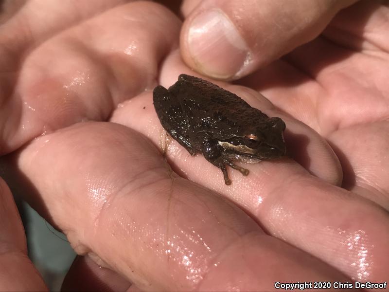 Baja California Treefrog (Pseudacris hypochondriaca)