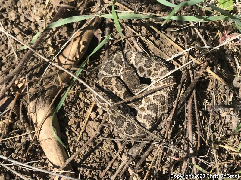 Southern Pacific Rattlesnake (Crotalus oreganus helleri)