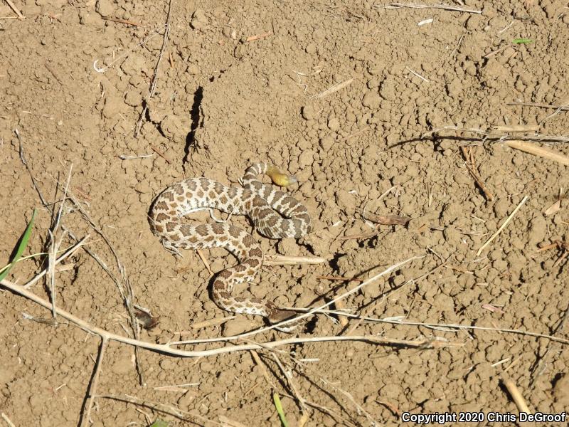 Southern Pacific Rattlesnake (Crotalus oreganus helleri)