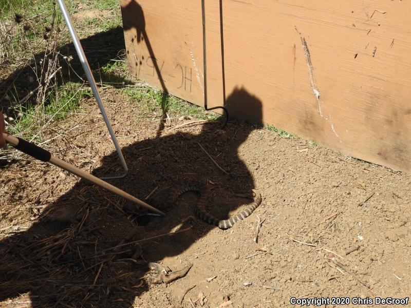 Southern Pacific Rattlesnake (Crotalus oreganus helleri)