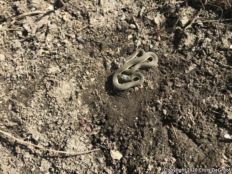 Two-striped Gartersnake (Thamnophis hammondii)