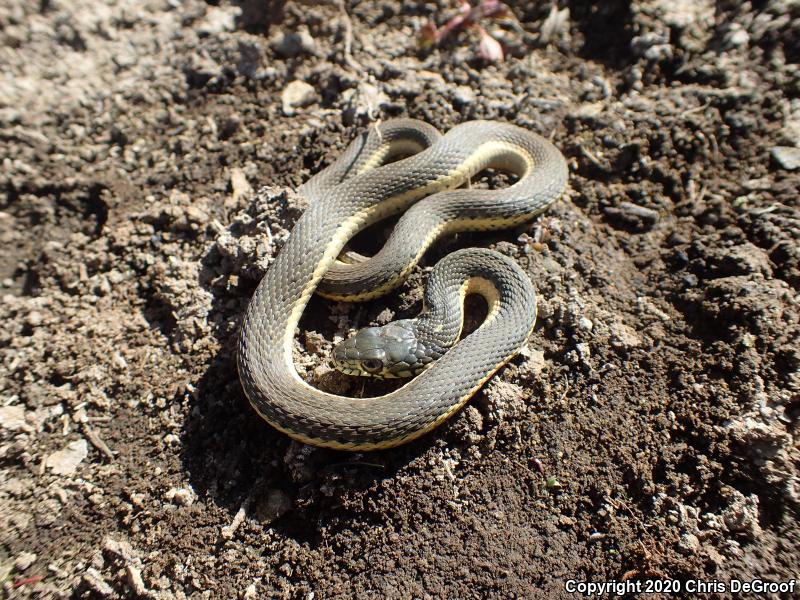 Two-striped Gartersnake (Thamnophis hammondii)