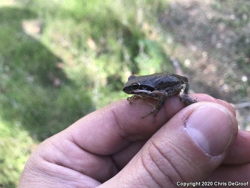 Baja California Treefrog (Pseudacris hypochondriaca)