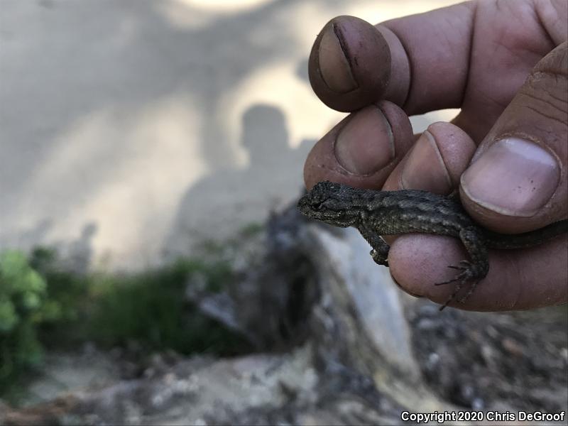 Western Fence Lizard (Sceloporus occidentalis)