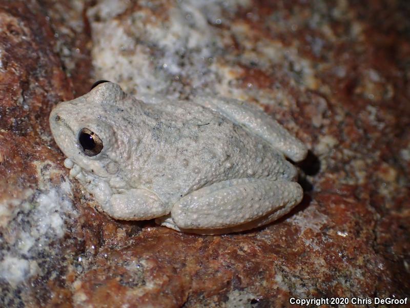 California Treefrog (Pseudacris cadaverina)