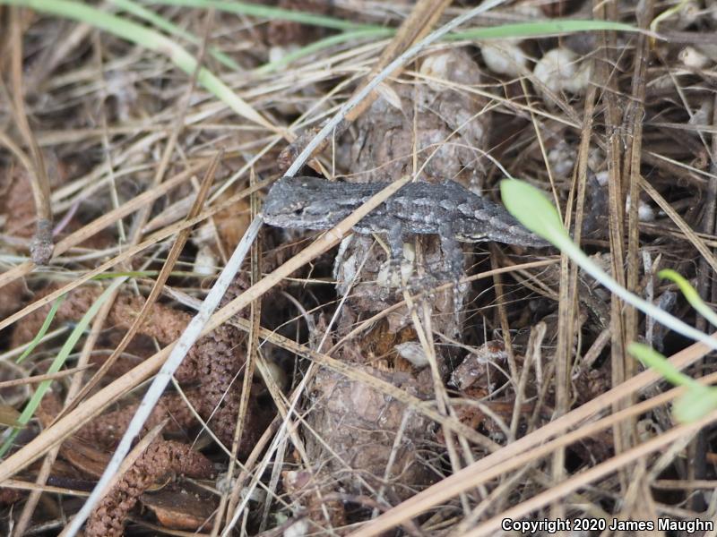 Coast Range Fence Lizard (Sceloporus occidentalis bocourtii)