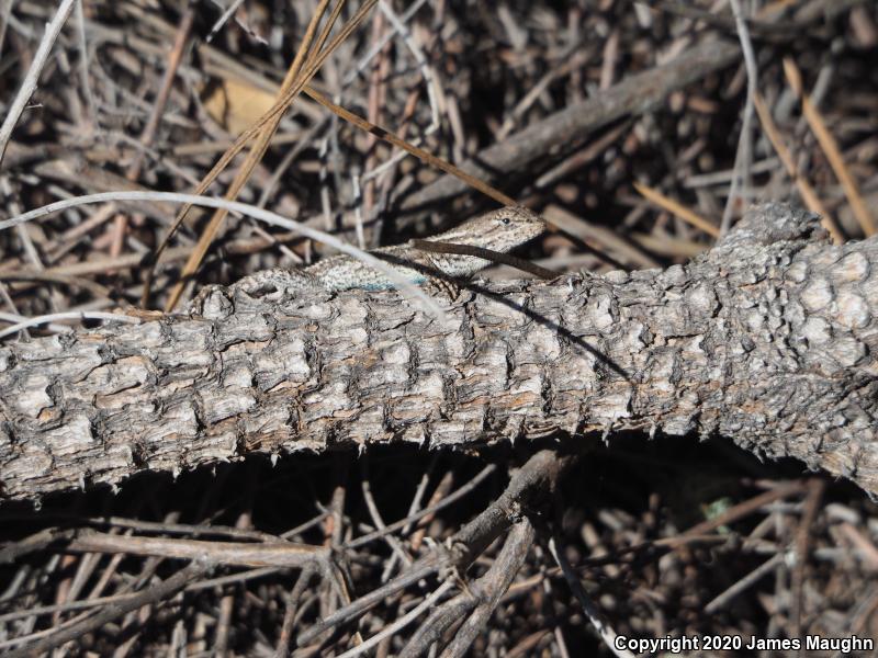 Coast Range Fence Lizard (Sceloporus occidentalis bocourtii)