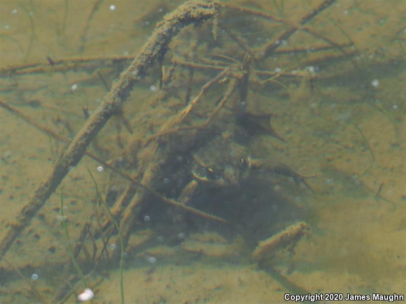 California Red-legged Frog (Rana draytonii)