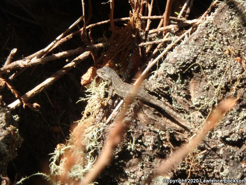 Coast Range Fence Lizard (Sceloporus occidentalis bocourtii)