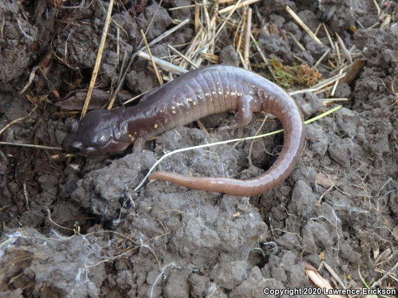 Arboreal Salamander (Aneides lugubris)