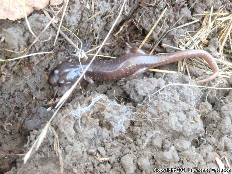 Arboreal Salamander (Aneides lugubris)